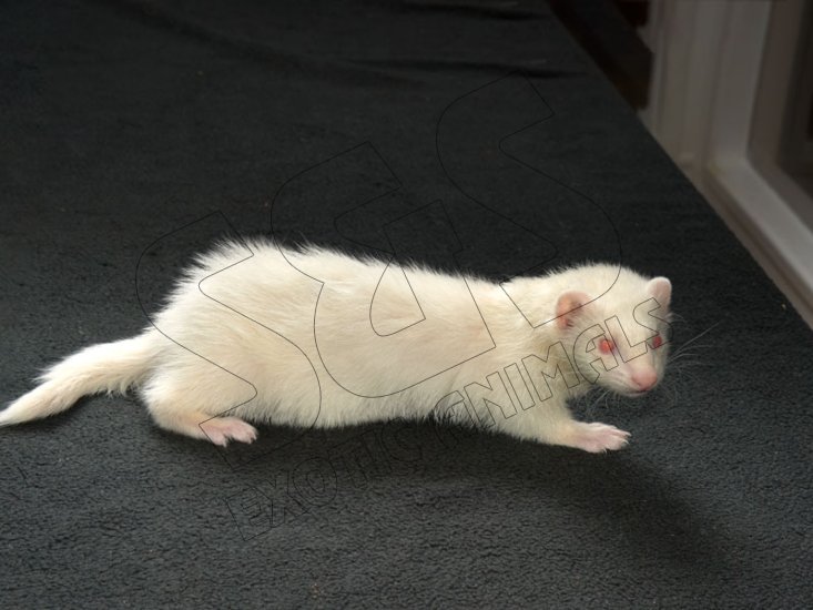 Meet Allyson, the albino ferret! - Click Image to Close