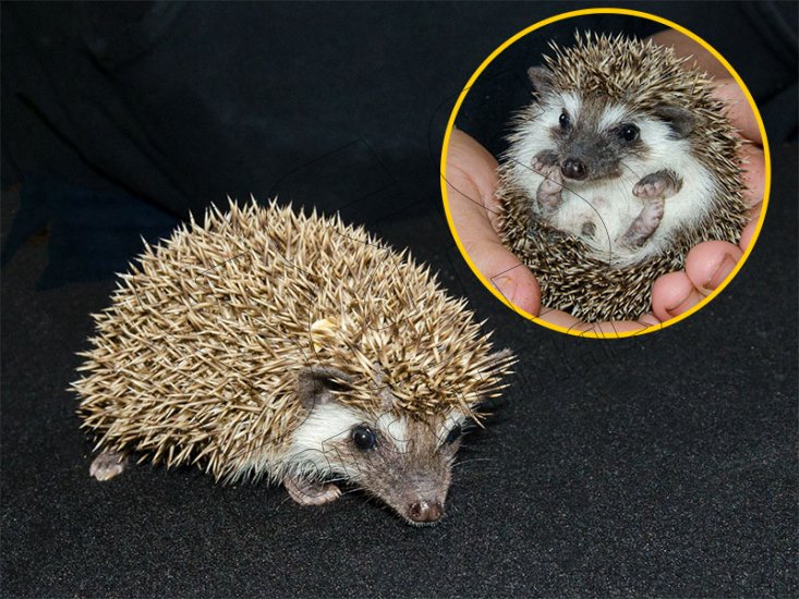 Meet Luke, the cinnamon badger hedgehog! - Click Image to Close