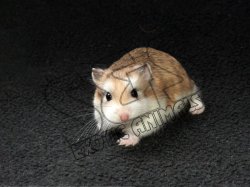 Welcome Deanna, the Roborovski hamster!