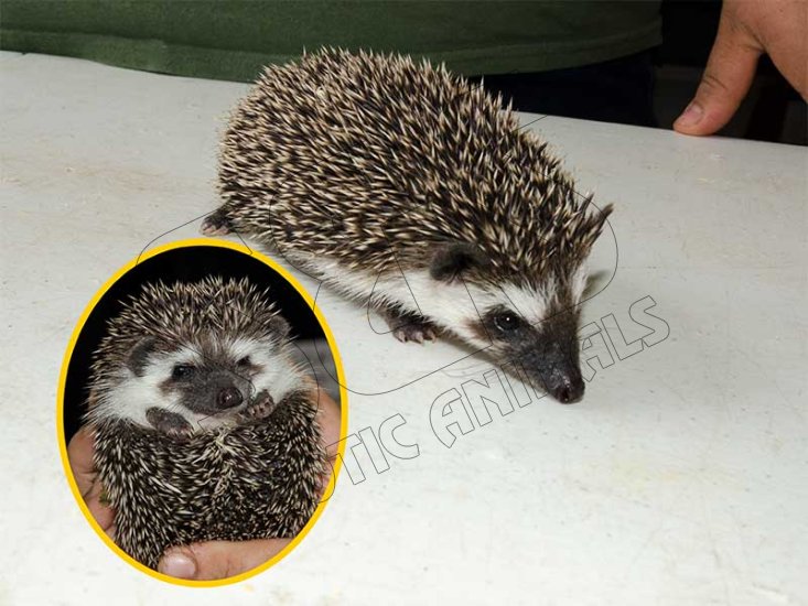 Please welcome Robert, the badger hedgehog! - Click Image to Close