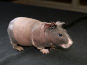 Meet Spencer, the skinny pig!