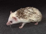 Welcome Shauna, the pinto hedgehog!