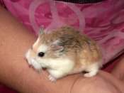 Meet Roman, the Roborovski hamster!