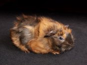 Introducing Genevieve, the Abyssinian guinea pig!