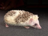 Meet Carlee, the pinto hedgehog!