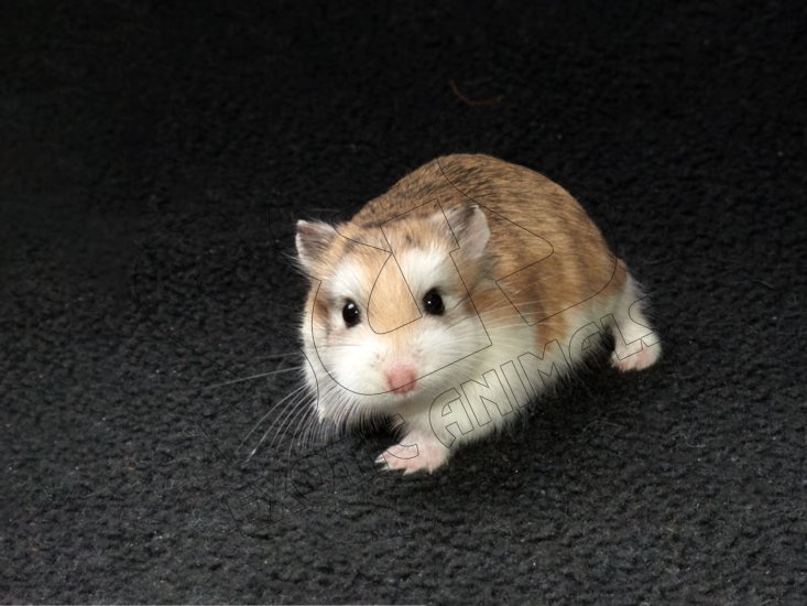 Welcome Deanna, the Roborovski hamster! - Click Image to Close