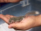 Welcome Drew, the white tipped dormouse!