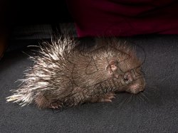 Meet Collette, the Indian crested porcupine!