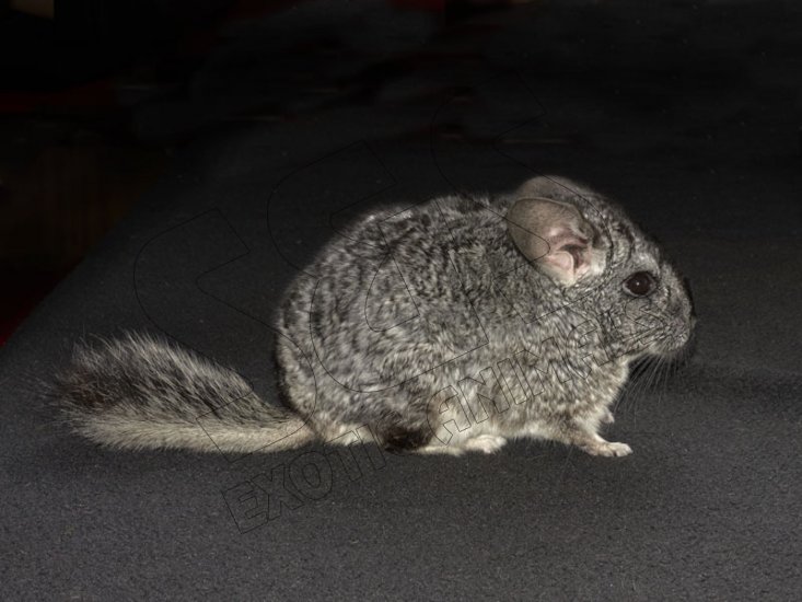 Welcome Hughie, the gray chinchilla! - Click Image to Close