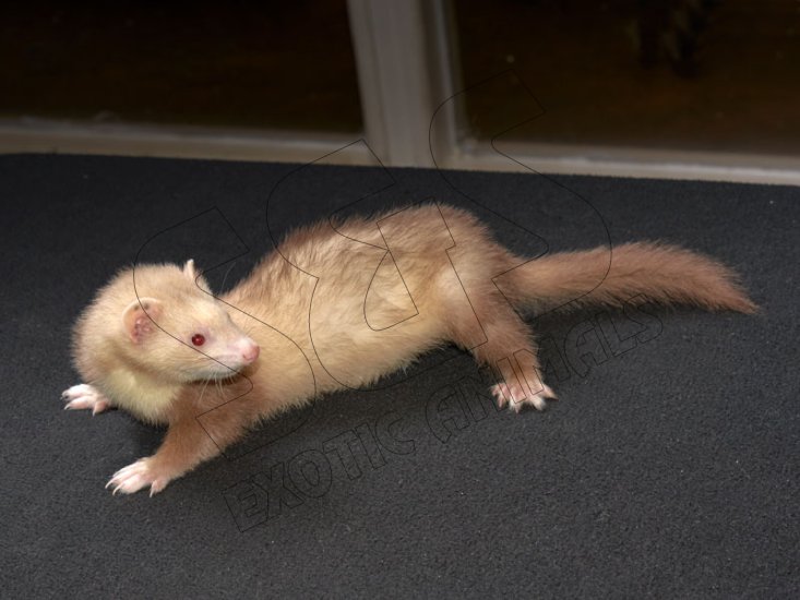 Meet Chloe, the cinnamon ferret! - Click Image to Close