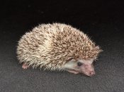 Say hello to Carl, the cinnamon pinto hedgehog!