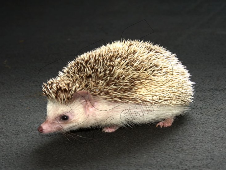 Welcome Lennie, the pinto hedgehog! - Click Image to Close