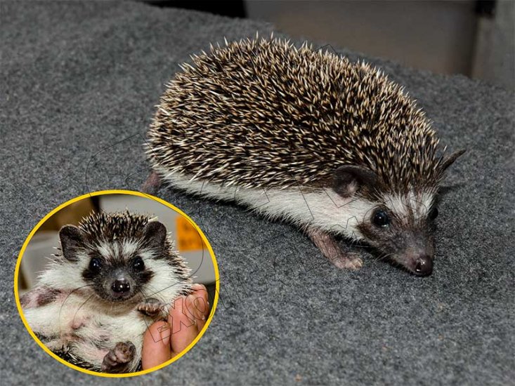 Say hello to Tyler, the badger hedgehog! - Click Image to Close