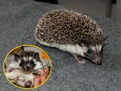 Say hello to Tyler, the badger hedgehog!