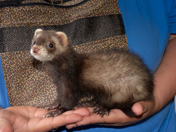 Welcome Samson, the sable mask ferret! - Click Image to Close