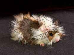 Say hello to Abigail, the Abyssinian guinea pig!