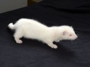Introducing Allen, the albino ferret!