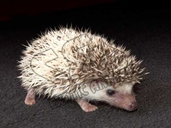 Introducing Shain, the pinto hedgehog!