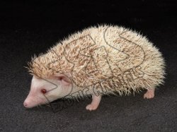 Introducing Hadley, the pinto hedgehog!