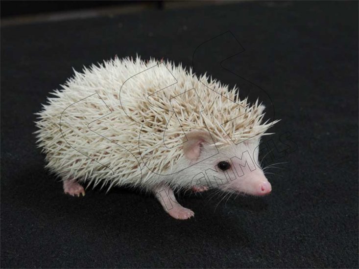 Meet Dalton, the apricot pinto hedgehog! - Click Image to Close