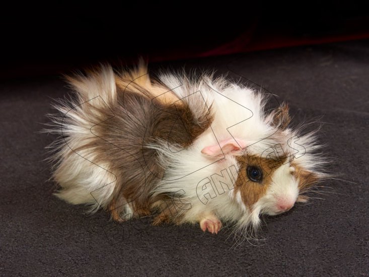 Say hello to Abigail, the Abyssinian guinea pig! - Click Image to Close