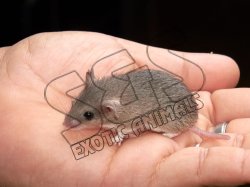 Introducing Sophia, the dwarf spiny mouse!