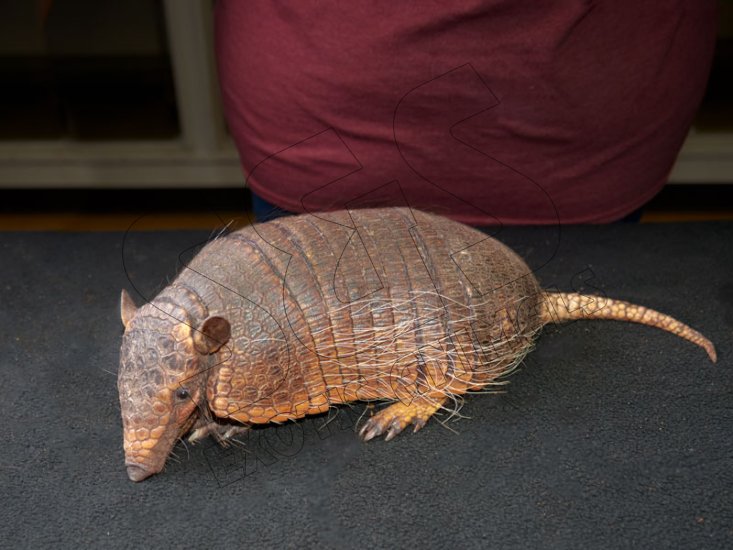 Meet Angie, the six banded armadillo! - Click Image to Close