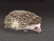 Introducing Buford, the salt & pepper hedgehog!