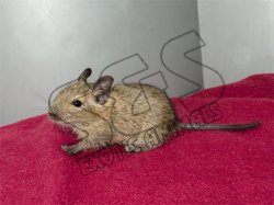 Nate and Natalie’s little brown degu!