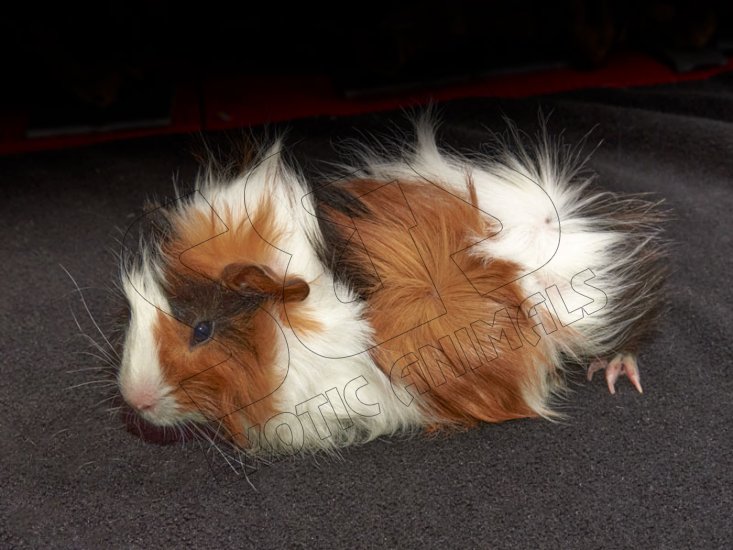 Meet Georgie, the Abyssinian guinea pig! - Click Image to Close