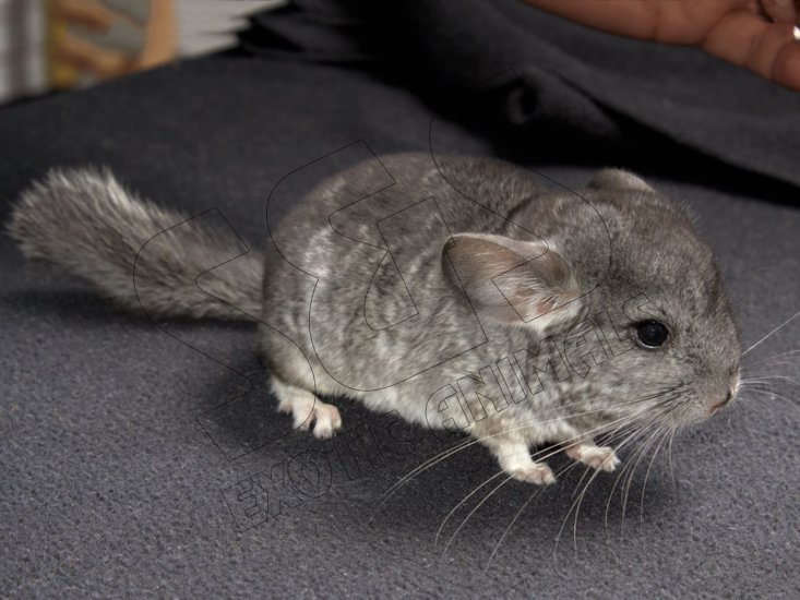 Meet Grayson, the gray chinchilla! - Click Image to Close