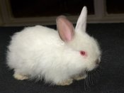 Introducing Joyce, the satin angora bunny!