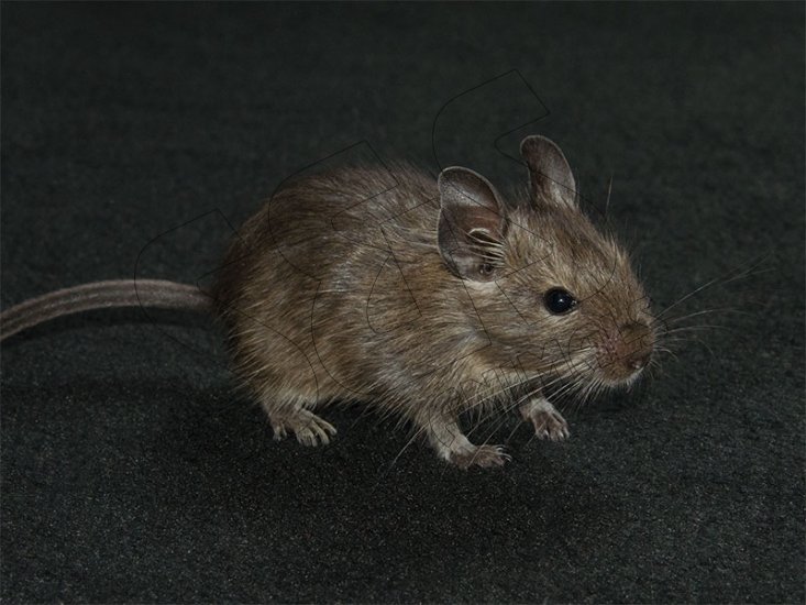 Welcome Jackie, the blue degu! - Click Image to Close