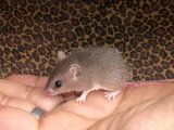 Say hello to Stella, the dwarf spiny mouse!