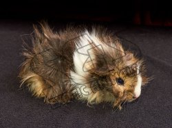 Welcome Abner, the Abyssinian guinea pig!