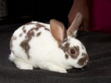 Meet Rowan, the mini rex rabbit!