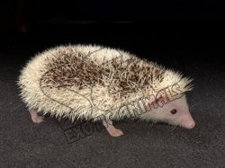 Meet Mildred, the pinto hedgehog!