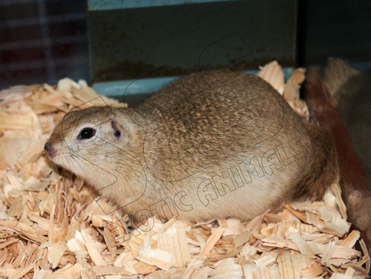 Introducing Solomon, the Richardson’s ground squirrel! - Click Image to Close