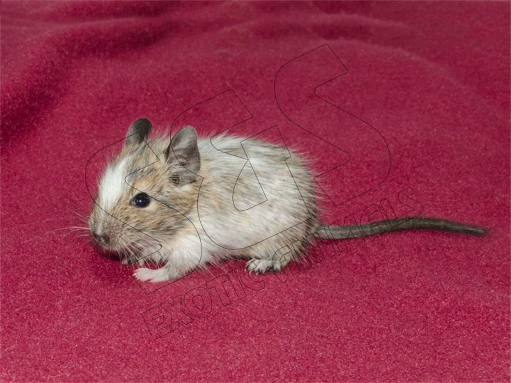 Jeffery and Janine’s baby brown pied degu! - Click Image to Close