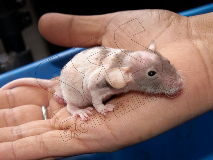 Meet Harper, the hairless rat! - Click Image to Close