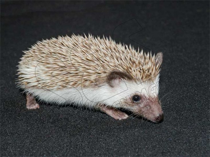 Meet Lola, the cinnamon hedgehog! - Click Image to Close
