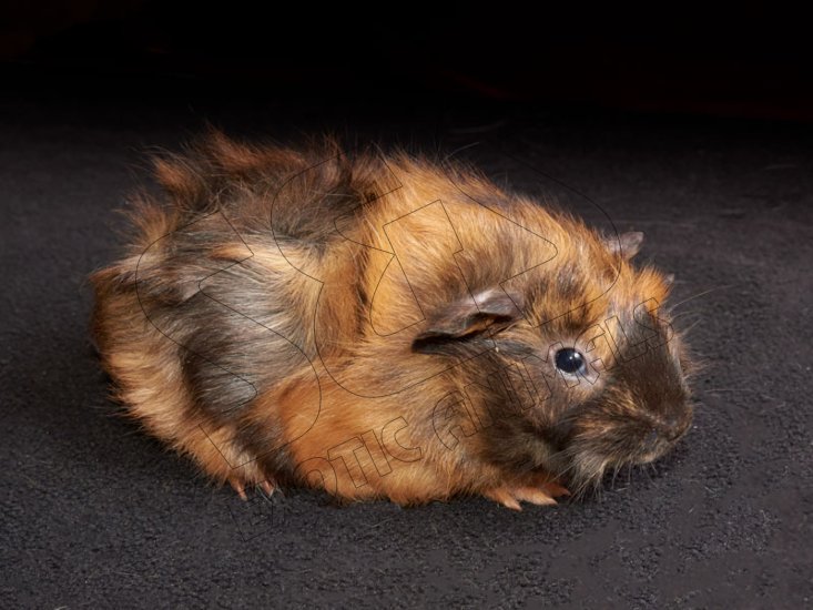 Introducing Genevieve, the Abyssinian guinea pig! - Click Image to Close