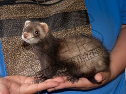 Welcome Samson, the sable mask ferret!