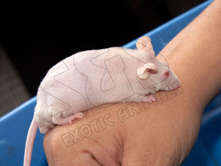 Meet Grant, the hairless mouse! - Click Image to Close