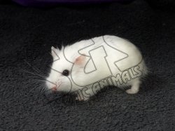 Meet Willey, the Roborovski hamster!
