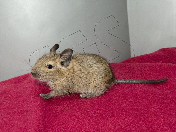 Nate and Natalie’s little brown degu! - Click Image to Close