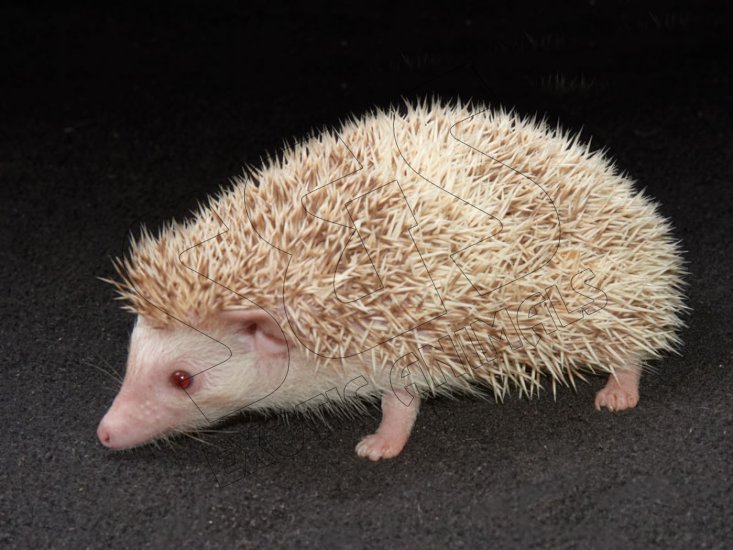 Introducing Hadley, the pinto hedgehog! - Click Image to Close