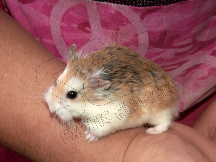 Meet Roman, the Roborovski hamster! - Click Image to Close