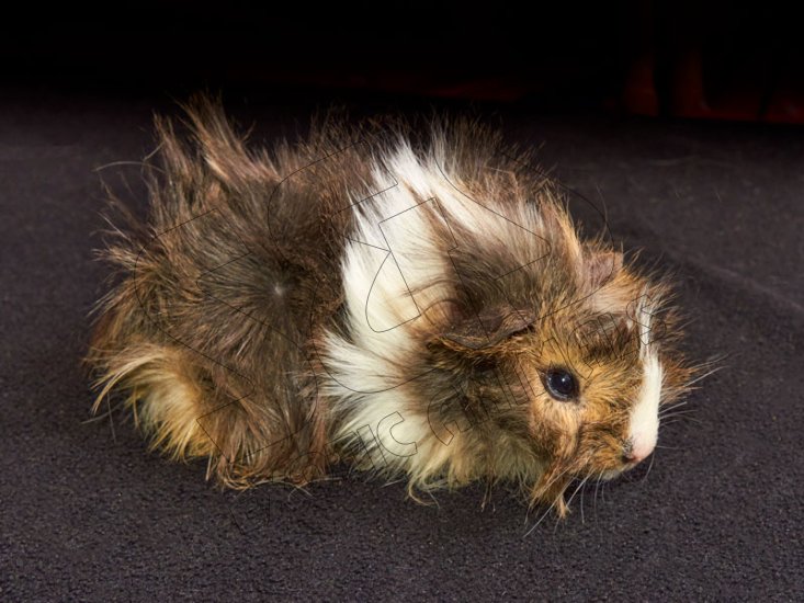 Welcome Abner, the Abyssinian guinea pig! - Click Image to Close
