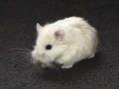 Introducing Alexa, the white Roborovski hamster!